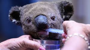 image0 An injured koala being hand-fed by a volunteer.